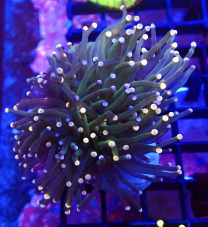WYSIWYG T1 Rainbow Tip Fluorescent Torch Euphyllia