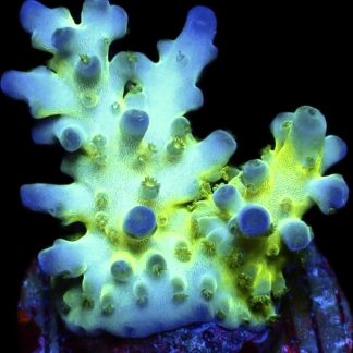 WYSIWYG 14F Violet Venom Acropora Frag