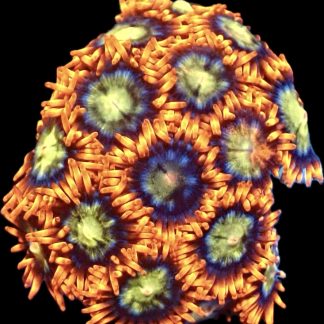WYSIWYG Zoanthid Frag M47
