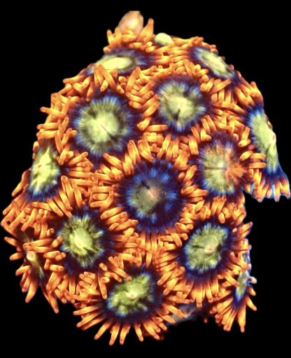 WYSIWYG Zoanthid Frag M47