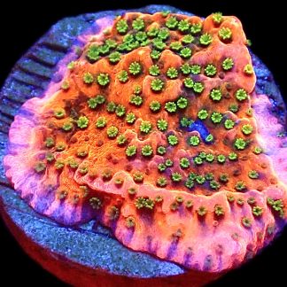 WYSIWYG M17 Tropic Thunder Montipora Frag