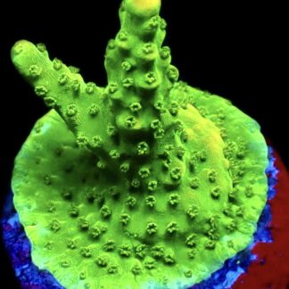 WYSIWYG 8i Rainbow Loom Acropora