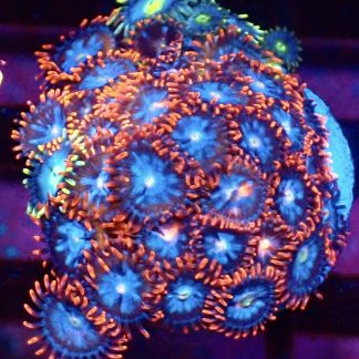 WYSIWYG Zoanthid Frag M52