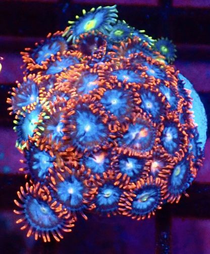 WYSIWYG Zoanthid Frag M52