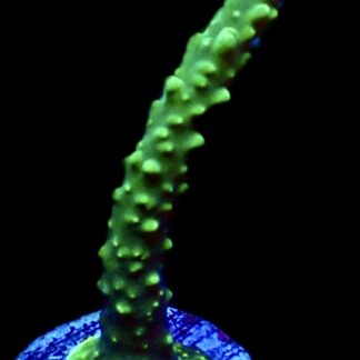 WYSIWYG M8 Joker Acropora Large Frag