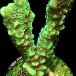 WYSIWYG 16F Appleberry Montipora