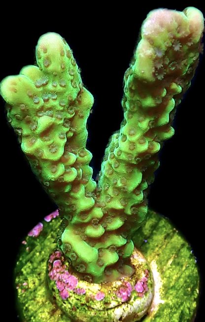 WYSIWYG 16F Appleberry Montipora
