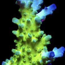 WYSIWYG 20C Violet Venom Acropora Frag