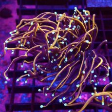 WYSIWYG Indo Gold Torch Euphyllia Double Head 38