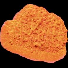 WYSIWYG 20J Orange Plating Montipora Frag
