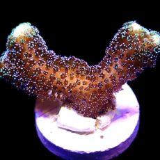 WYSIWYG 23C Purple Stylophora Milka