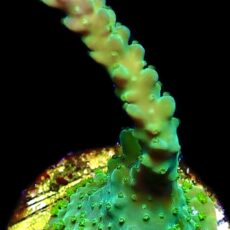 WYSIWYG M37 Joker Acropora Large Frag