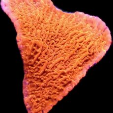 WYSIWYG 7C Orange Plating Montipora Frag