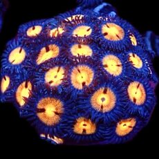 WYSIWYG Zoanthid Frag C13
