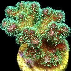 WYSIWYG 21C Sparkling Tinsel Pocillopora