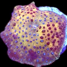 WYSIWYG 33F Spotted Discosoma Mushroom