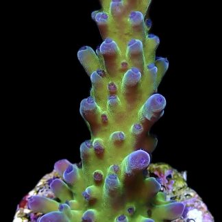 Miyagi Tort Acropora Frag Large
