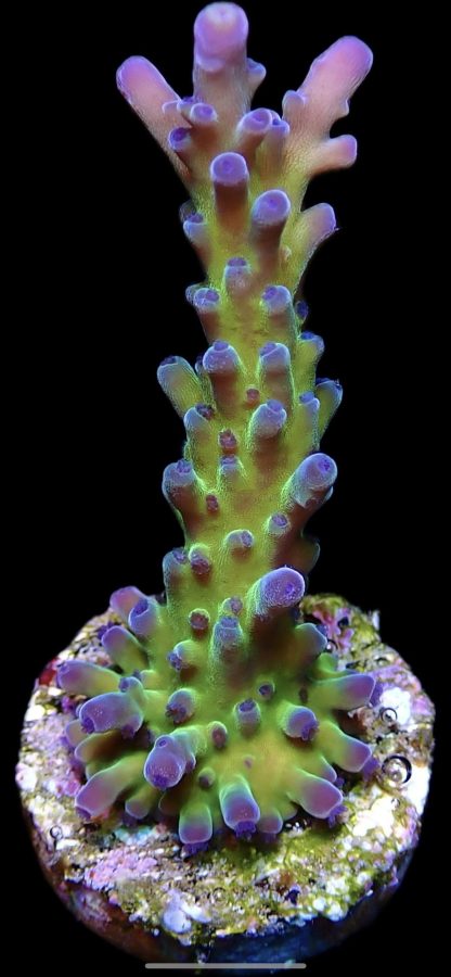 Miyagi Tort Acropora Frag Large
