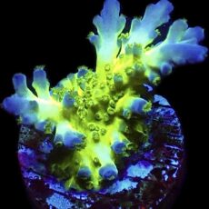 WYSIWYG 21A Acropora Frag