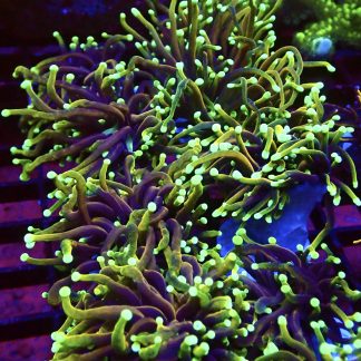 HellFire Torch Euphyllia Single Head