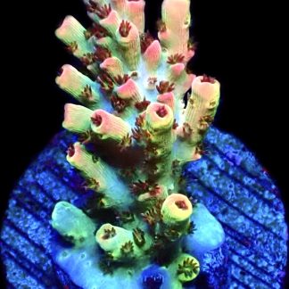 WYSIWYG 16G Bill Murray Acropora Frag