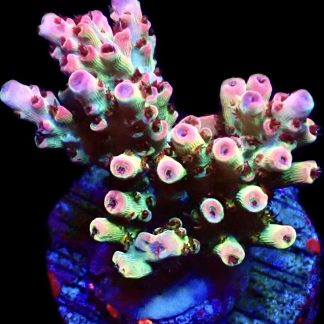 WYSIWYG 17H Bill Murray Acropora Frag Large