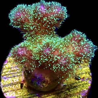 WYSIWYG 18C Sparkling Tinsel Pocillopora