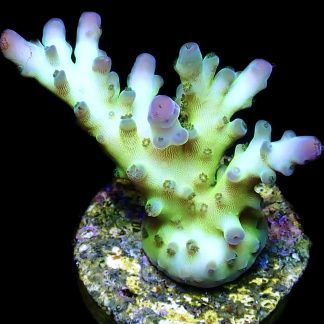 WYSIWYG 27E Violet Venom Acropora Frag