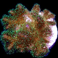 WYSIWYG 11D Sparkling Tinsel Pocillopora