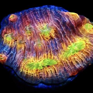 WYSIWYG 21J House Of Horror Chalice Frag