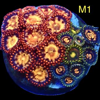 WYSIWYG Zoanthid Frag M1