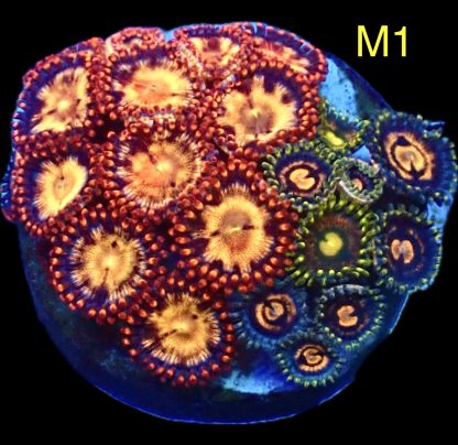 WYSIWYG Zoanthid Frag M1