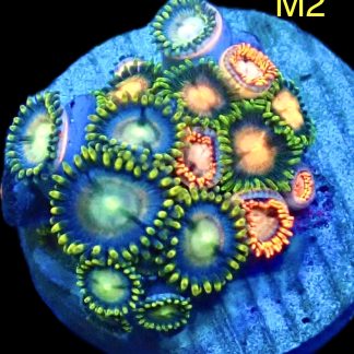 WYSIWYG Zoanthid Frag M2