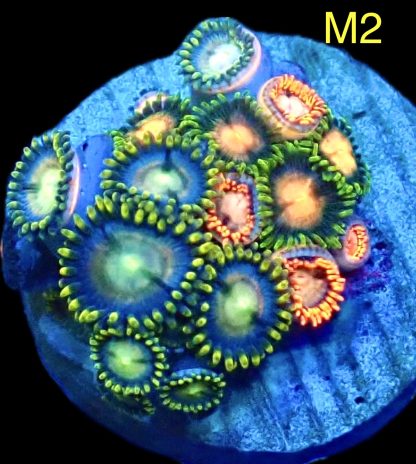 WYSIWYG Zoanthid Frag M2