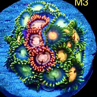 WYSIWYG Zoanthid Frag M3