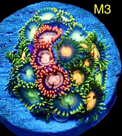 WYSIWYG Zoanthid Frag M3