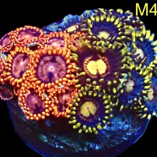 WYSIWYG Zoanthid Frag M4