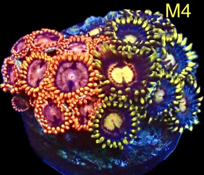 WYSIWYG Zoanthid Frag M4
