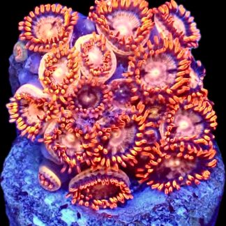 WYSIWYG Zoanthid Frag M5