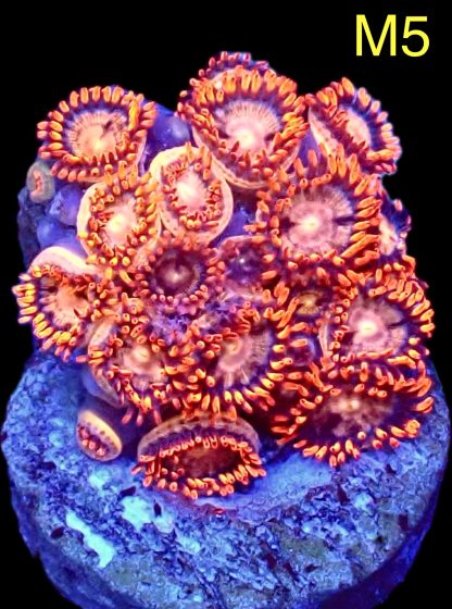 WYSIWYG Zoanthid Frag M5