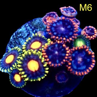 WYSIWYG Zoanthid Frag M6