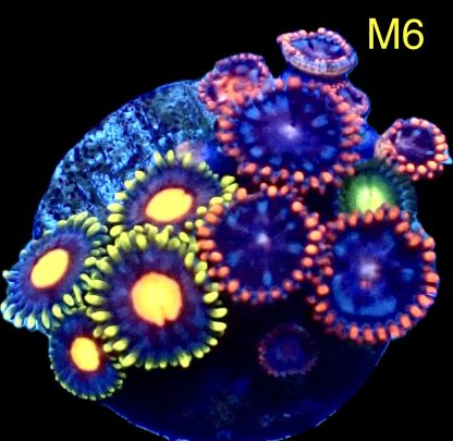 WYSIWYG Zoanthid Frag M6