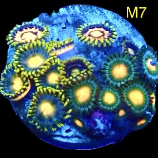 WYSIWYG Zoanthid Frag M7