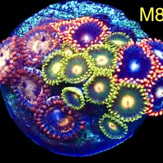 WYSIWYG Zoanthid Frag M8