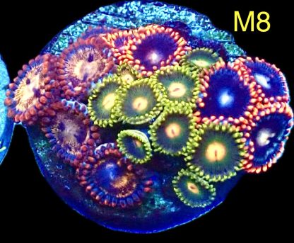 WYSIWYG Zoanthid Frag M8