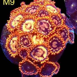 WYSIWYG Zoanthid Frag M9