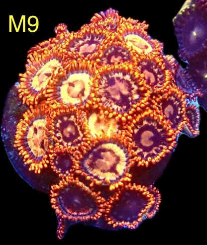 WYSIWYG Zoanthid Frag M9