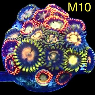 WYSIWYG Zoanthid Frag M10