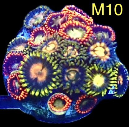 WYSIWYG Zoanthid Frag M10