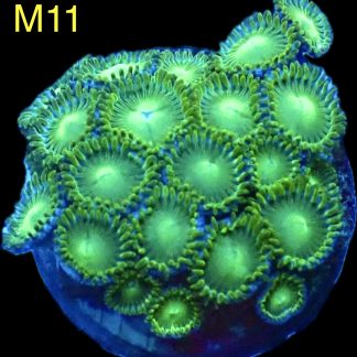 WYSIWYG Zoanthid Frag M11